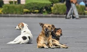 Adoptar animales de la calle