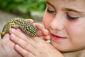 Tener un gecko