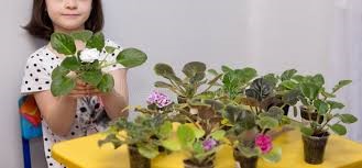 Tener muchas plantas