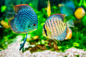 Tener mas peces